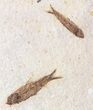 Multiple Knightia Fossil Fish Plate - x #41044-1